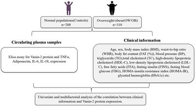 Serum levels of Vanin-2 increase with obesity in relation to inflammation of adipose tissue and may be a predictor of bariatric surgery outcomes